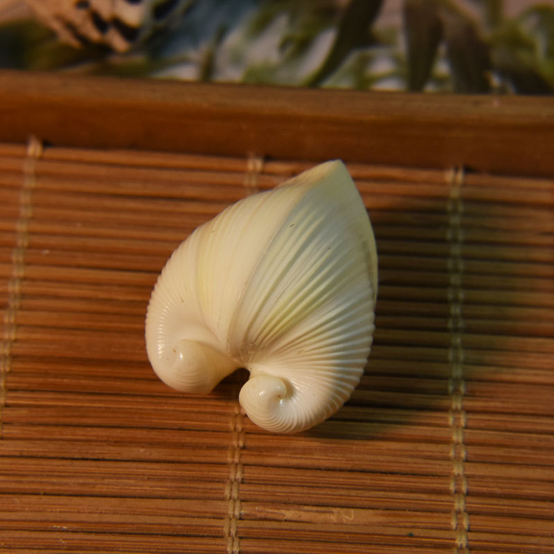 Conchiglia di cardio cardissa  - Marine Aquarium & Regional Centre Reviews recensione e prezzo